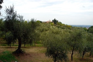 Partial view of the Petrini Farm olive groves